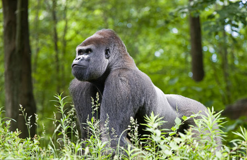 Gorillas in Volcanoes National Park, Rwanda